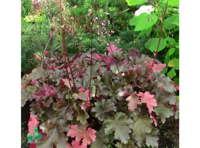 Heuchera   'Molly Bush'